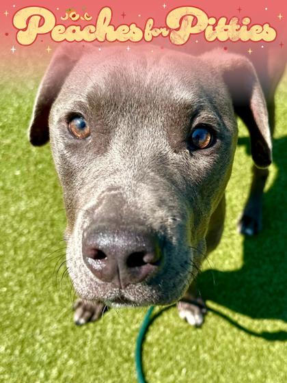 Extended Warranty, a Adoptable mixed breed in Wichita, KS image 1/3