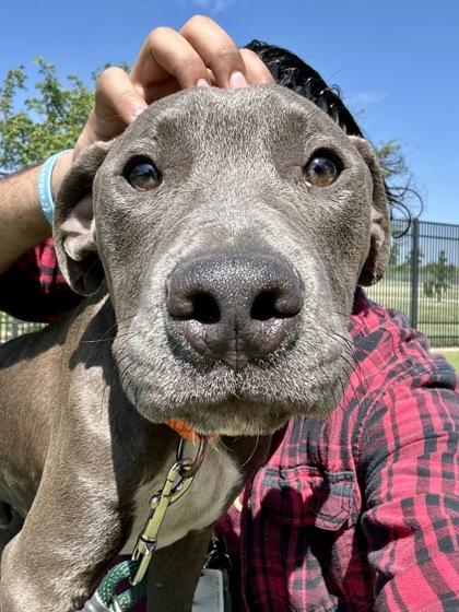Extended Warranty, a Adoptable mixed breed in Wichita, KS image 3/3
