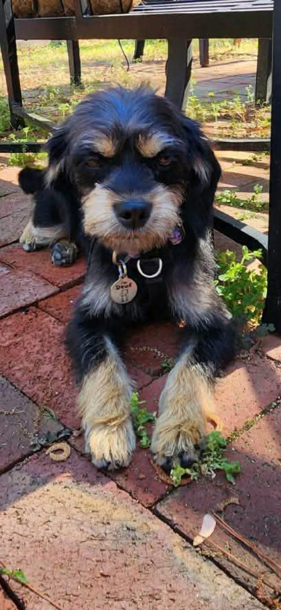 Enlarge Gabby, a ADOPTABLE mixed breed in Elkton, MD image 1/1