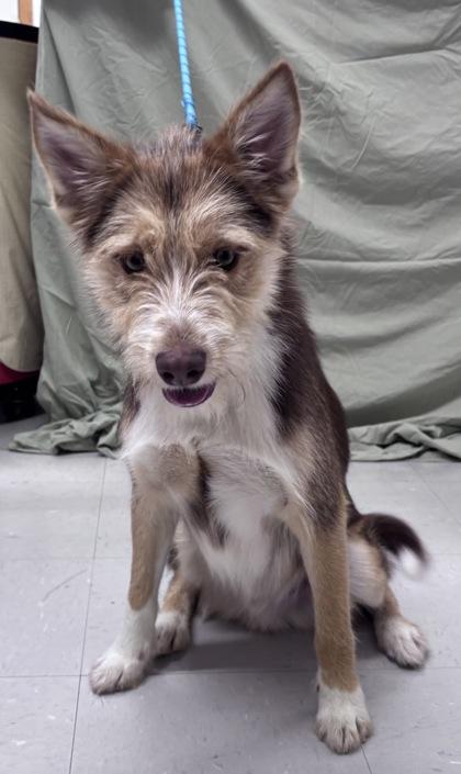 Philo, Adoptable, Young Male Siberian Husky & Schnauzer.