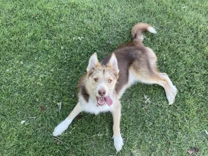 Enlarge Philo, a Adoptable mixed breed in McCook, NE image 2/3