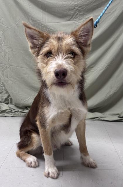 Enlarge Philo, a Adoptable mixed breed in McCook, NE image 3/3