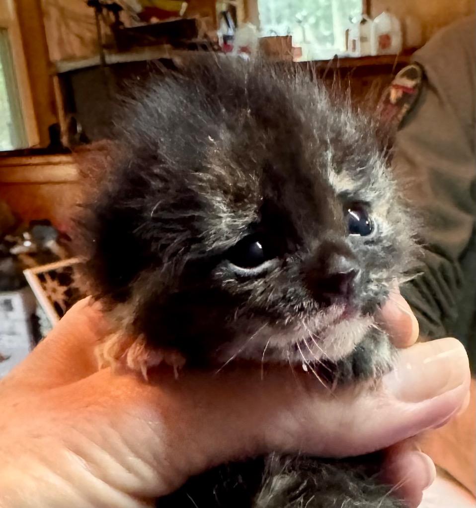 Bailey, Adoptable, Kitten Female Domestic Medium Hair.