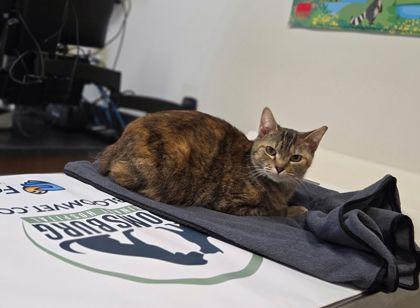 Lumi, Adoptable, Adult Female Domestic Short Hair & Domestic Short Hair.