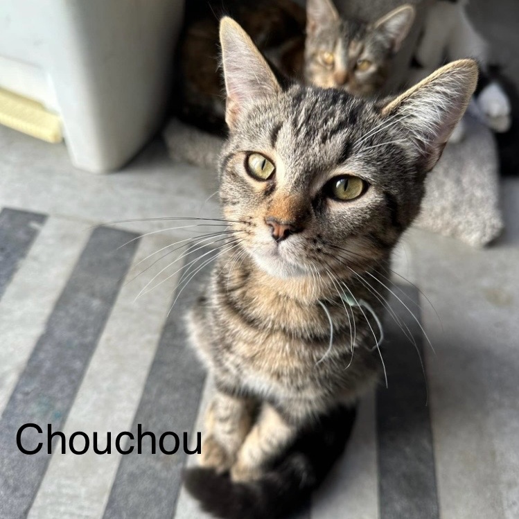 Chouchou 4
