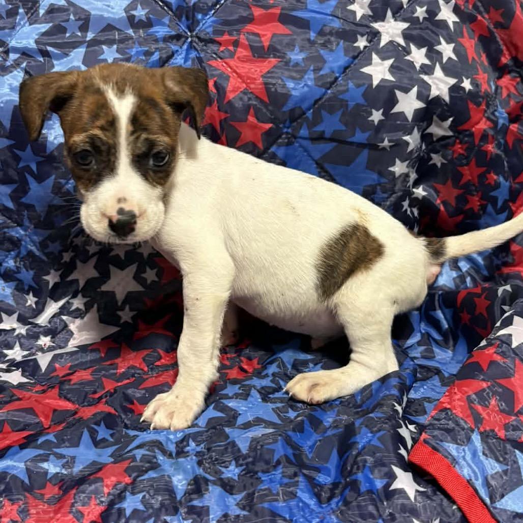 Enlarge Thunder Tyler, a Adoptable mixed breed in Fredericksburg, VA image 1/6