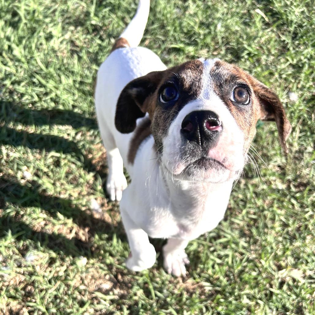 Enlarge Thunder Tyler, a Adoptable mixed breed in Fredericksburg, VA image 2/6