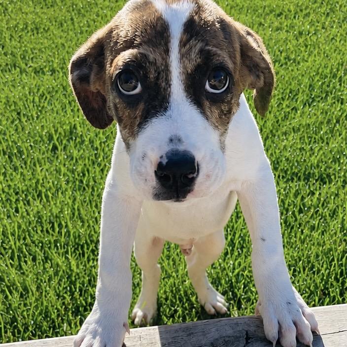 Enlarge Thunder Tyler, a Adoptable mixed breed in Fredericksburg, VA image 3/6