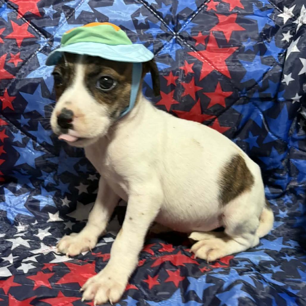 Enlarge Thunder Tyler, a Adoptable mixed breed in Fredericksburg, VA image 4/6