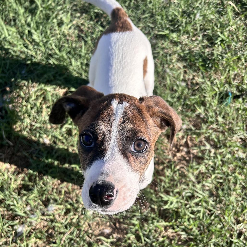 Enlarge Thunder Tyler, a Adoptable mixed breed in Fredericksburg, VA image 5/6