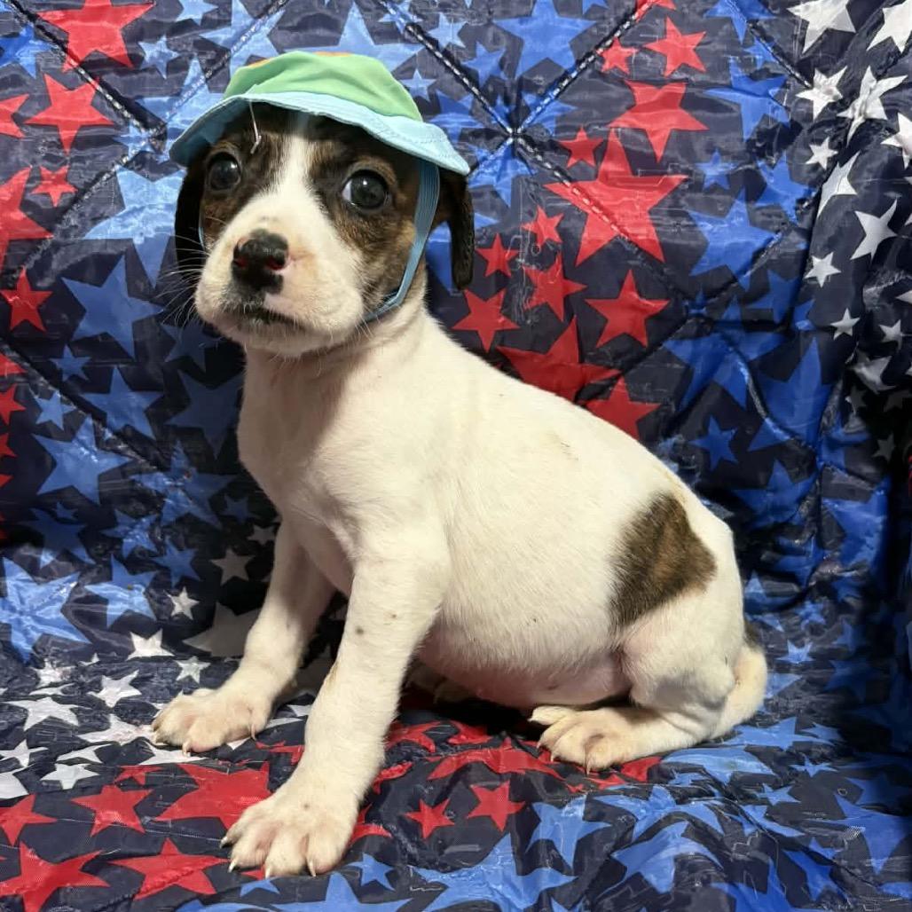 Enlarge Thunder Tyler, a Adoptable mixed breed in Fredericksburg, VA image 6/6