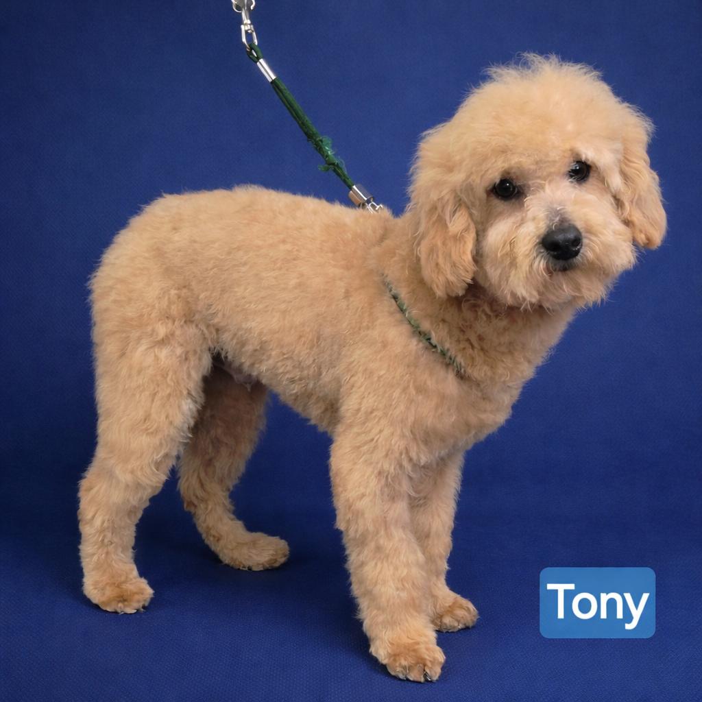 Enlarge Tony, a ADOPTABLE Cavapoo in Wheelersburg, OH image 1/1