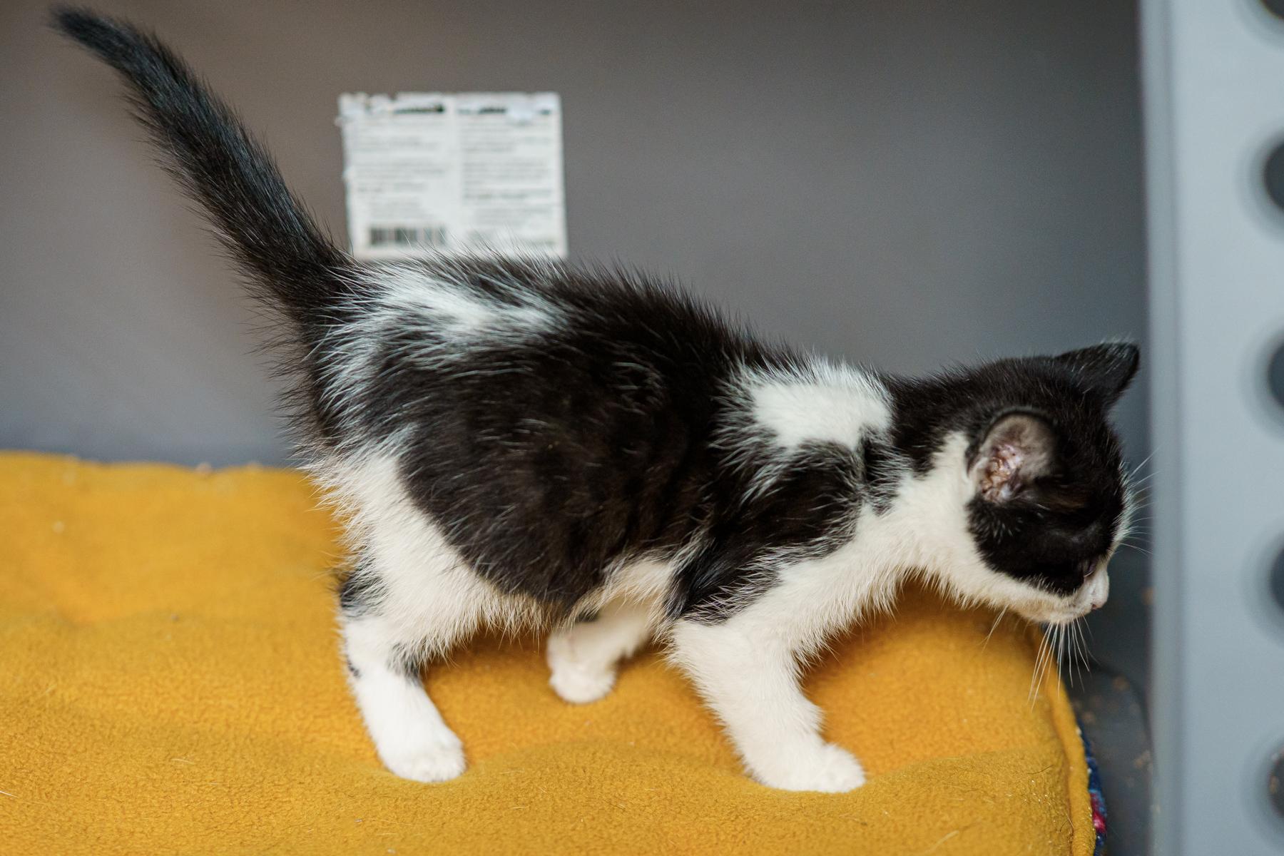 Enlarge Mabel, an adopted mixed breed in Marble Falls, TX image 5/6