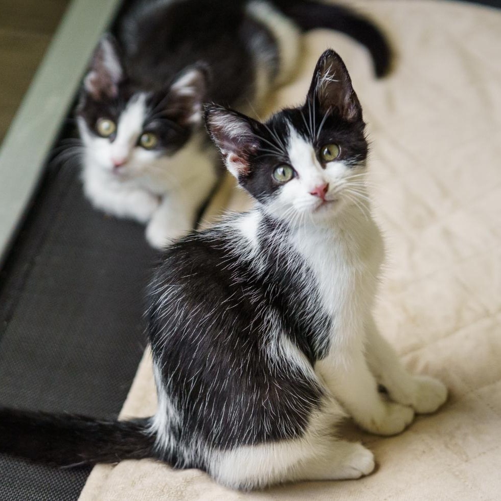 Mabel, adopted, Kitten Female Tuxedo & American Shorthair.