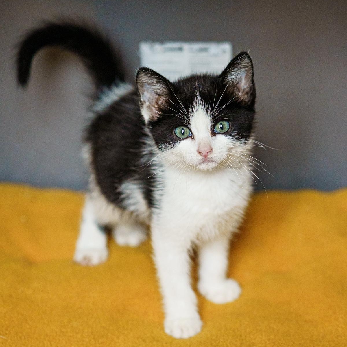 Enlarge Mabel, an adopted mixed breed in Marble Falls, TX image 4/6