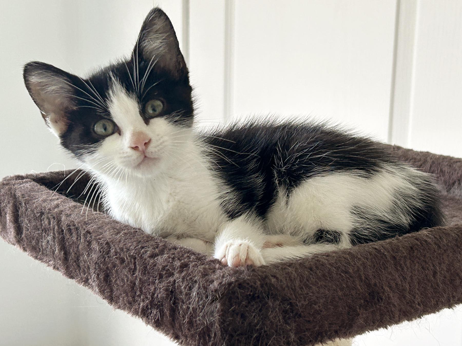 Enlarge Mabel, an adopted mixed breed in Marble Falls, TX image 2/6