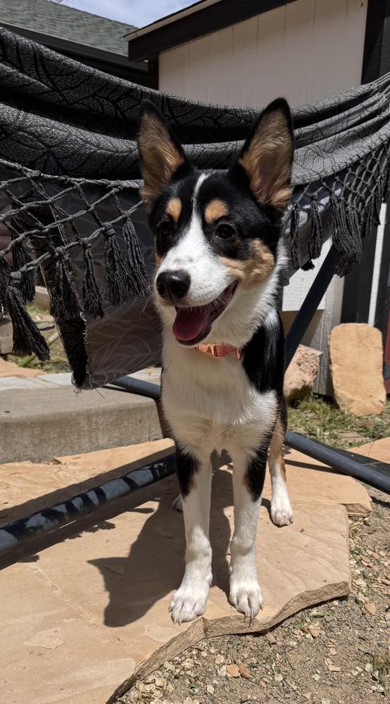 Nala, Adoptable, Puppy Female Husky & German Shepherd Dog.