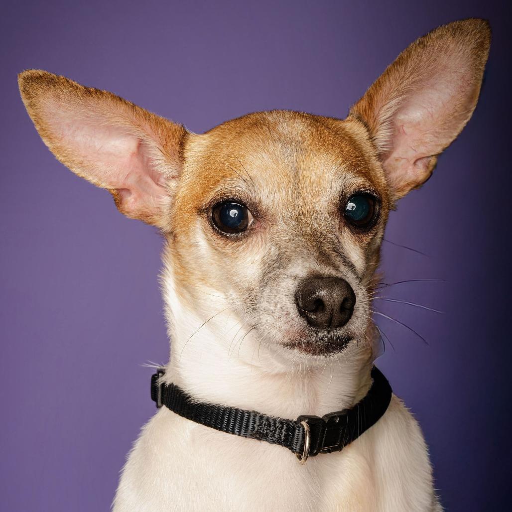 Enlarge Lil' Bit, a Adoptable Chihuahua in Blairsville, GA image 2/6