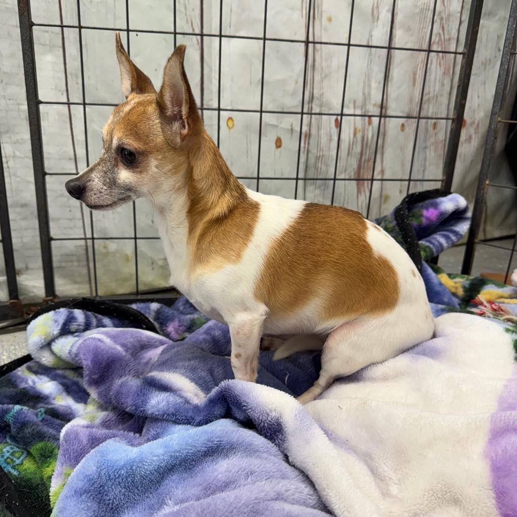 Enlarge Lil' Bit, a Adoptable Chihuahua in Blairsville, GA image 3/6