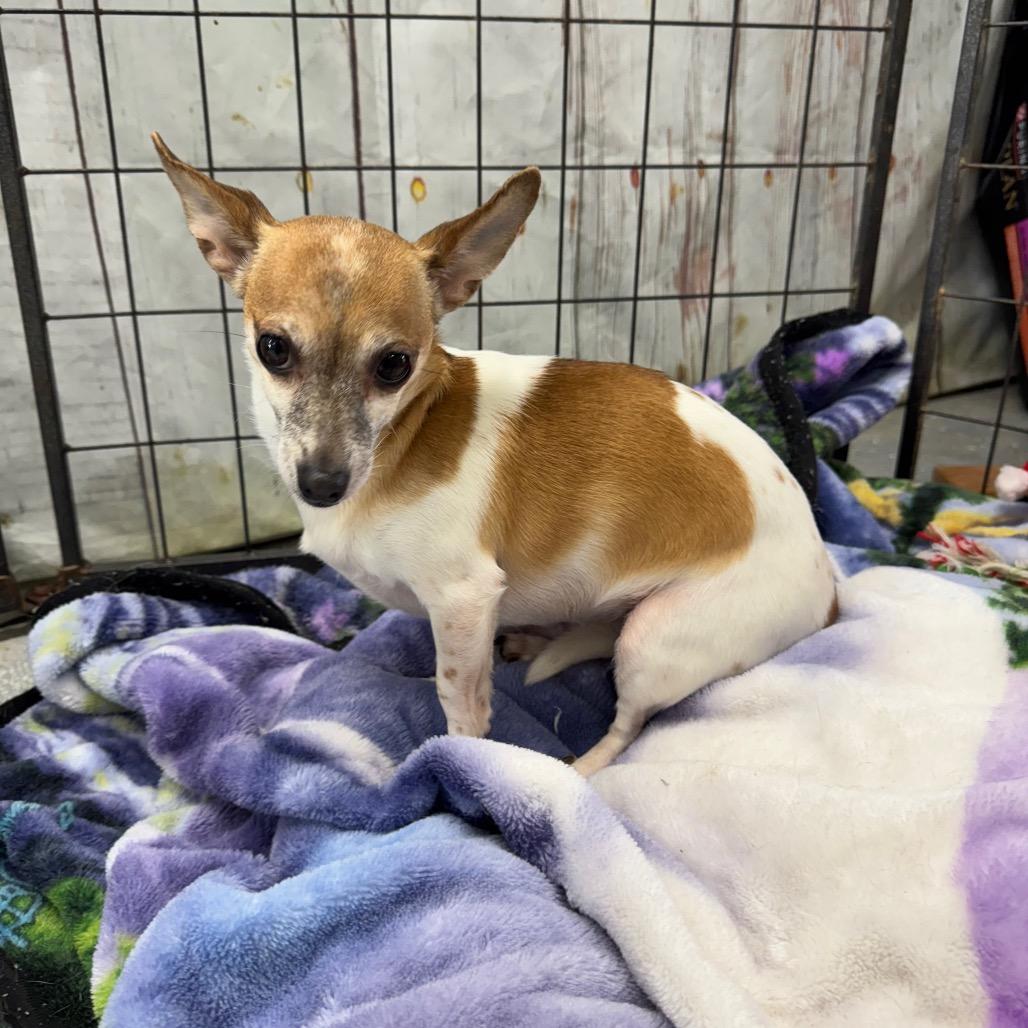 Enlarge Lil' Bit, a Adoptable Chihuahua in Blairsville, GA image 4/6
