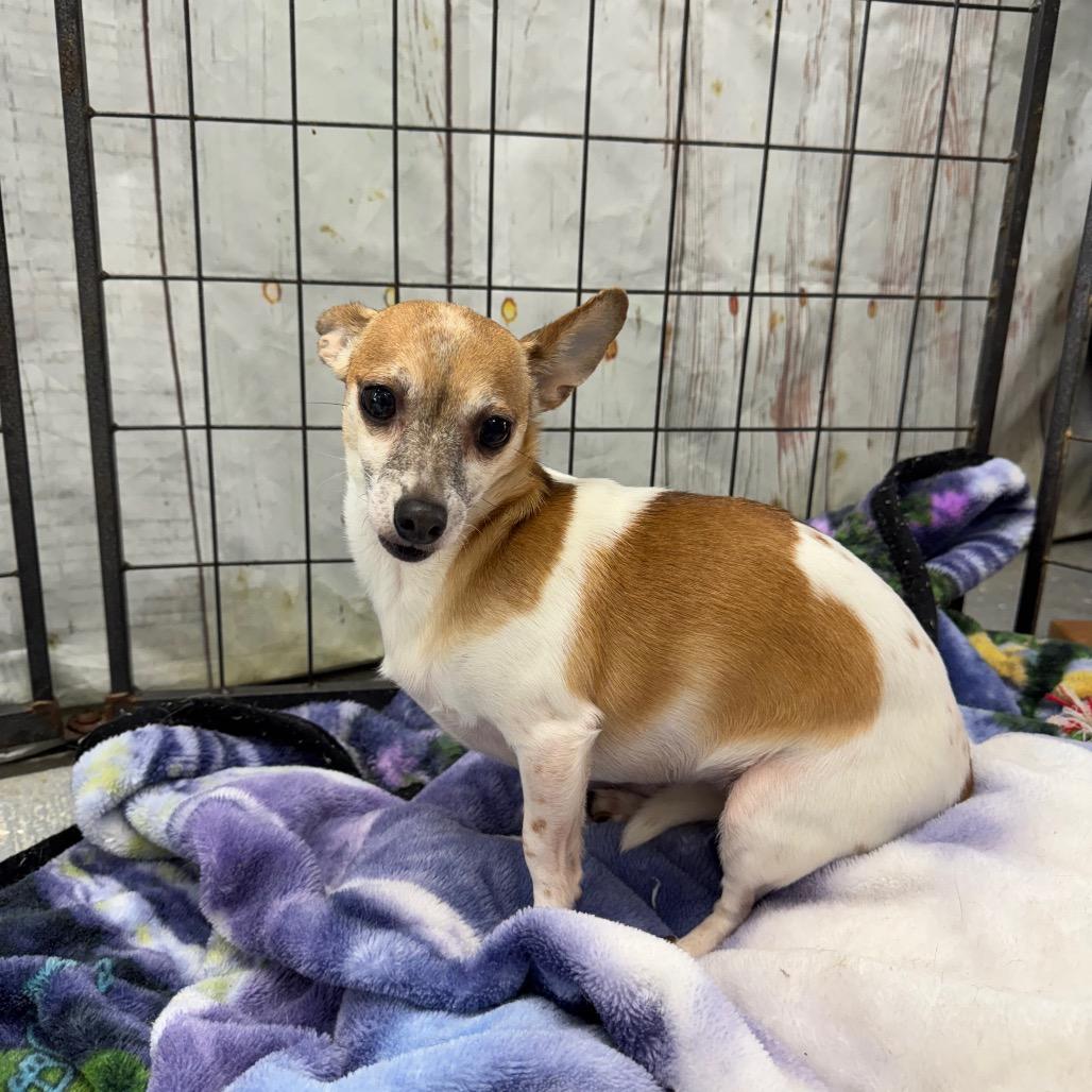 Enlarge Lil' Bit, a Adoptable Chihuahua in Blairsville, GA image 5/6