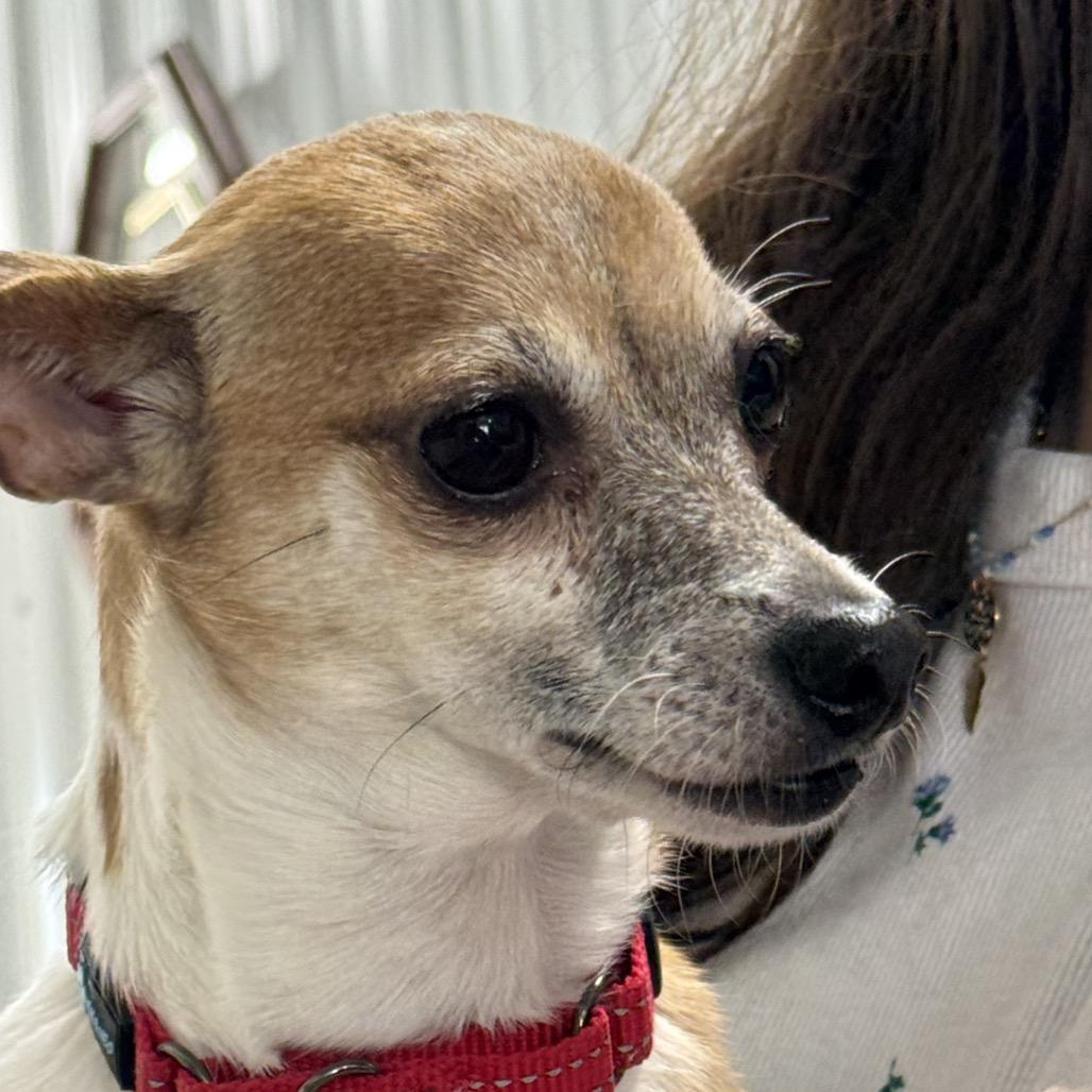 Enlarge Lil' Bit, a Adoptable Chihuahua in Blairsville, GA image 6/6