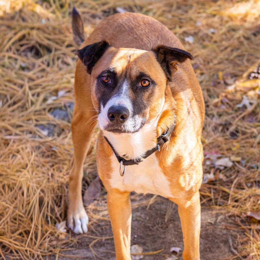 Enlarge Frankie, a Adoptable mixed breed image 1/6