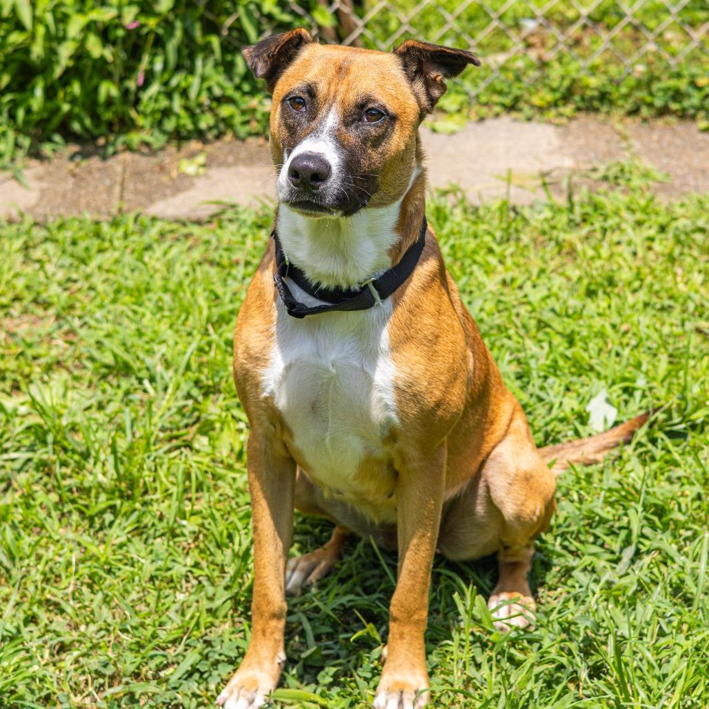 Frankie, Adoptable, Adult Female Hound & Pit Bull Terrier.