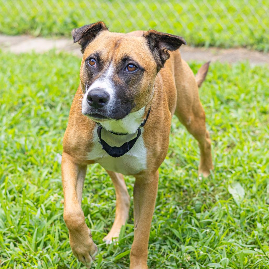 Enlarge Frankie, a Adoptable mixed breed image 3/6