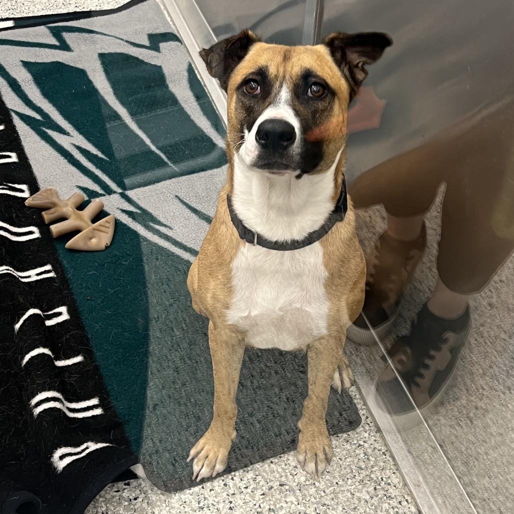 Enlarge Frankie, a Adoptable mixed breed image 4/6