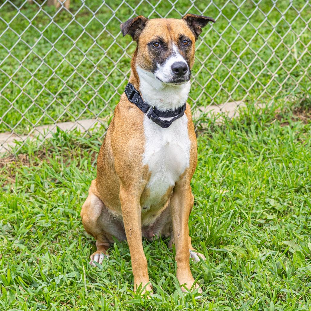 Enlarge Frankie, a Adoptable mixed breed image 5/6