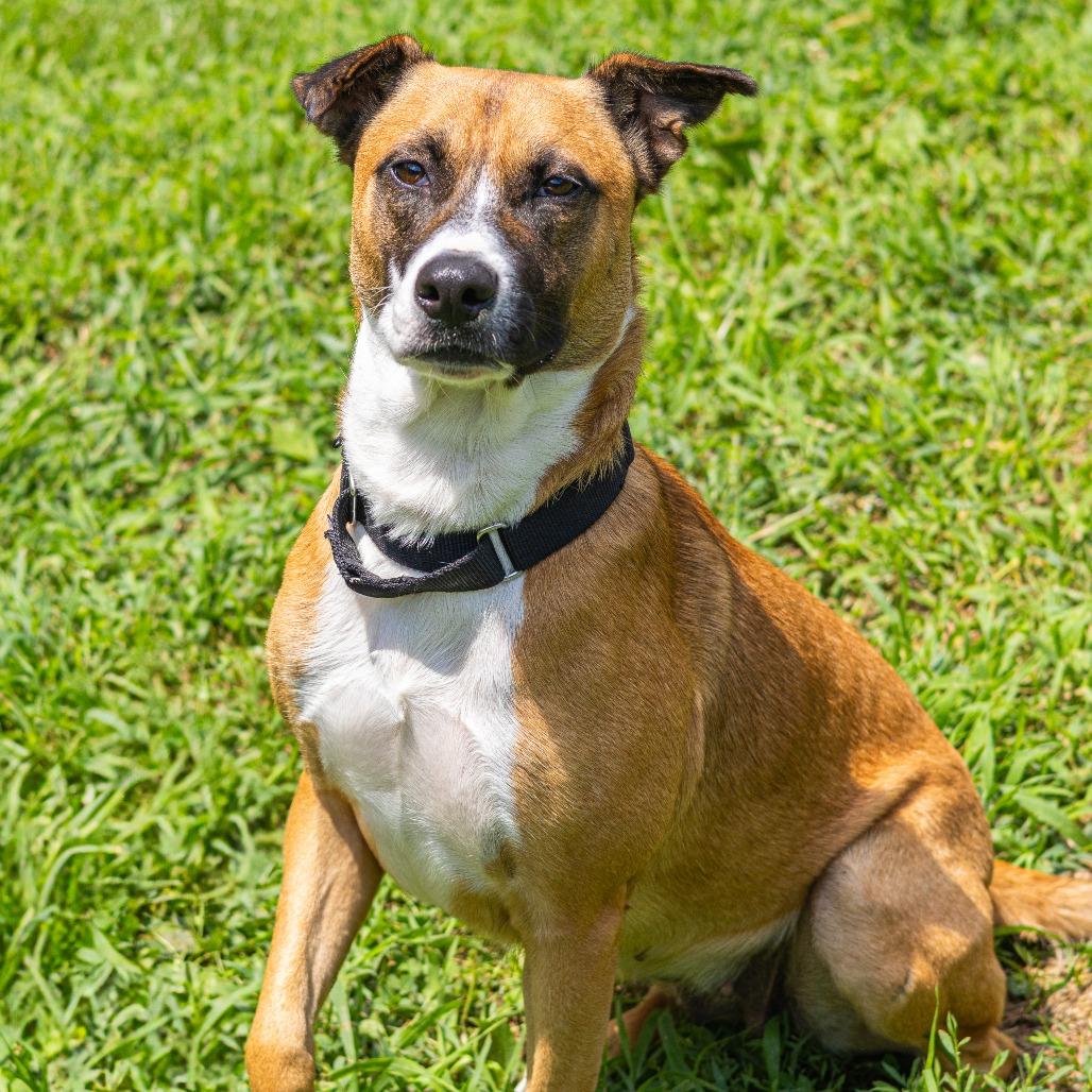 Enlarge Frankie, a Adoptable mixed breed image 6/6