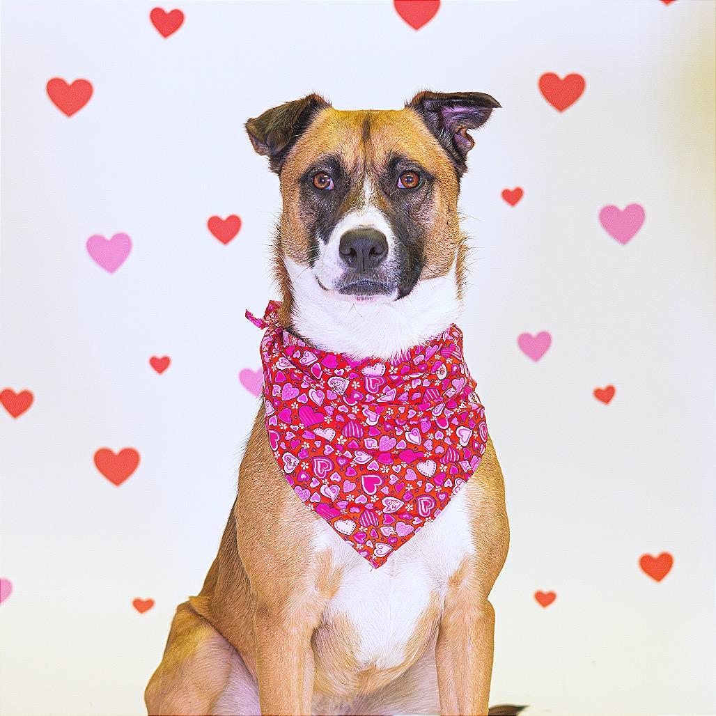 Frankie, a Adoptable mixed breed in Wilmington, DE image 6/6