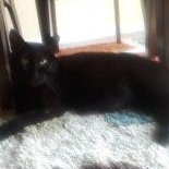 Enlarge Baby (Special Diet), a Adoptable Domestic Short Hair in Warwick, RI image 3/5