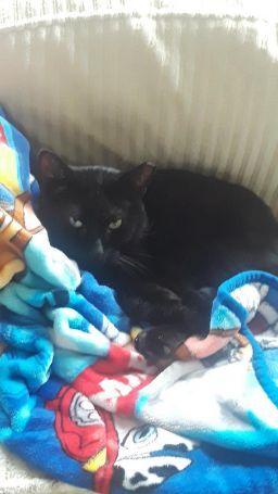 Enlarge Baby (Special Diet), a Adoptable Domestic Short Hair in Warwick, RI image 5/5