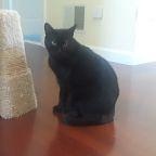 Enlarge Baby (Special Diet), a Adoptable Domestic Short Hair in Warwick, RI image 4/5