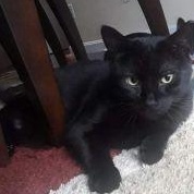 Enlarge Baby (Special Diet), a Adoptable Domestic Short Hair in Warwick, RI image 2/5