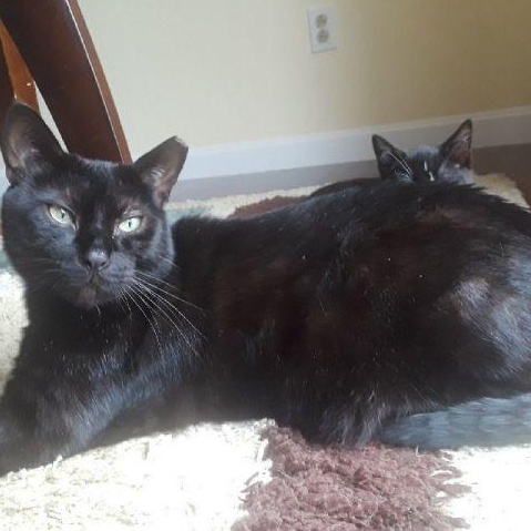 Baby (Special Diet), Adoptable, Adult Male Domestic Short Hair.