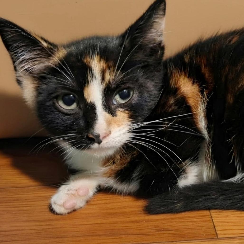 26-251 Beyonce, Adoptable, Kitten Female Domestic Short Hair.