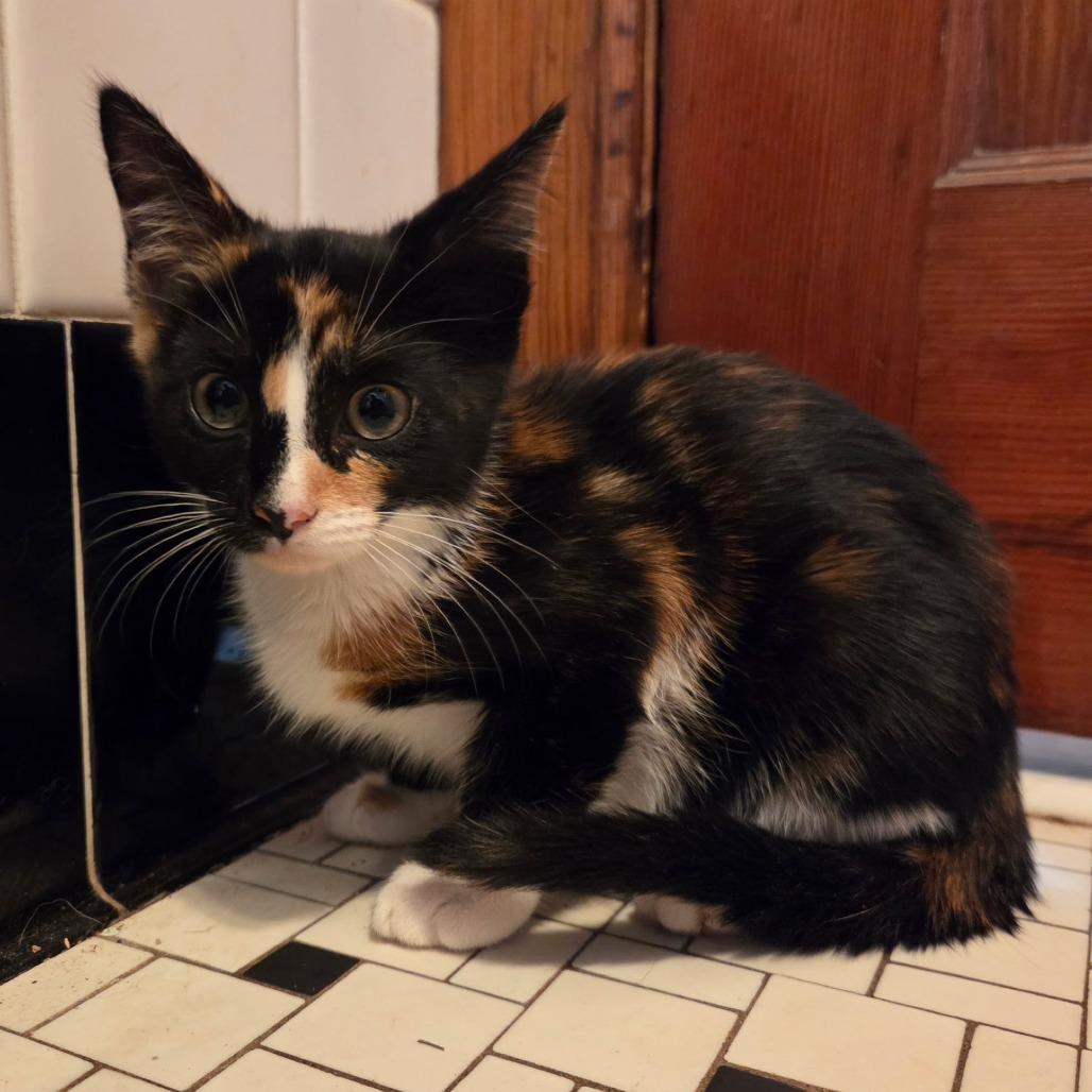 Enlarge 26-251 Beyonce, a Adoptable Domestic Short Hair in North Branford, CT image 2/3