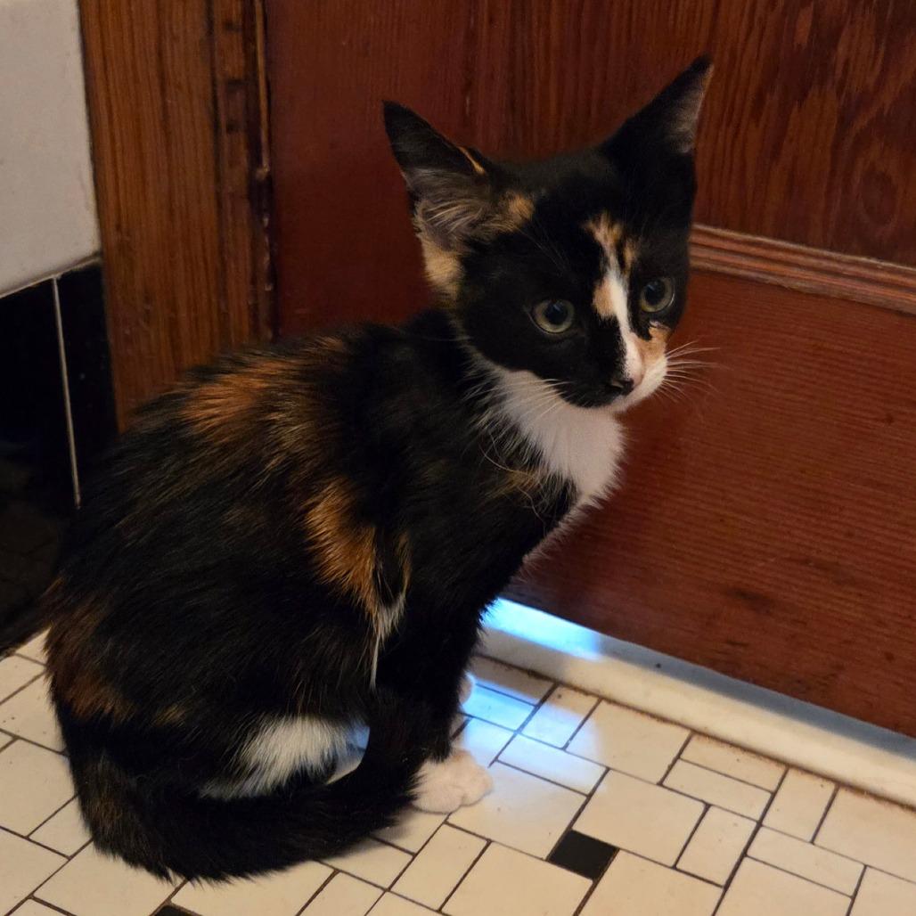 Enlarge 26-251 Beyonce, a Adoptable Domestic Short Hair in North Branford, CT image 3/3