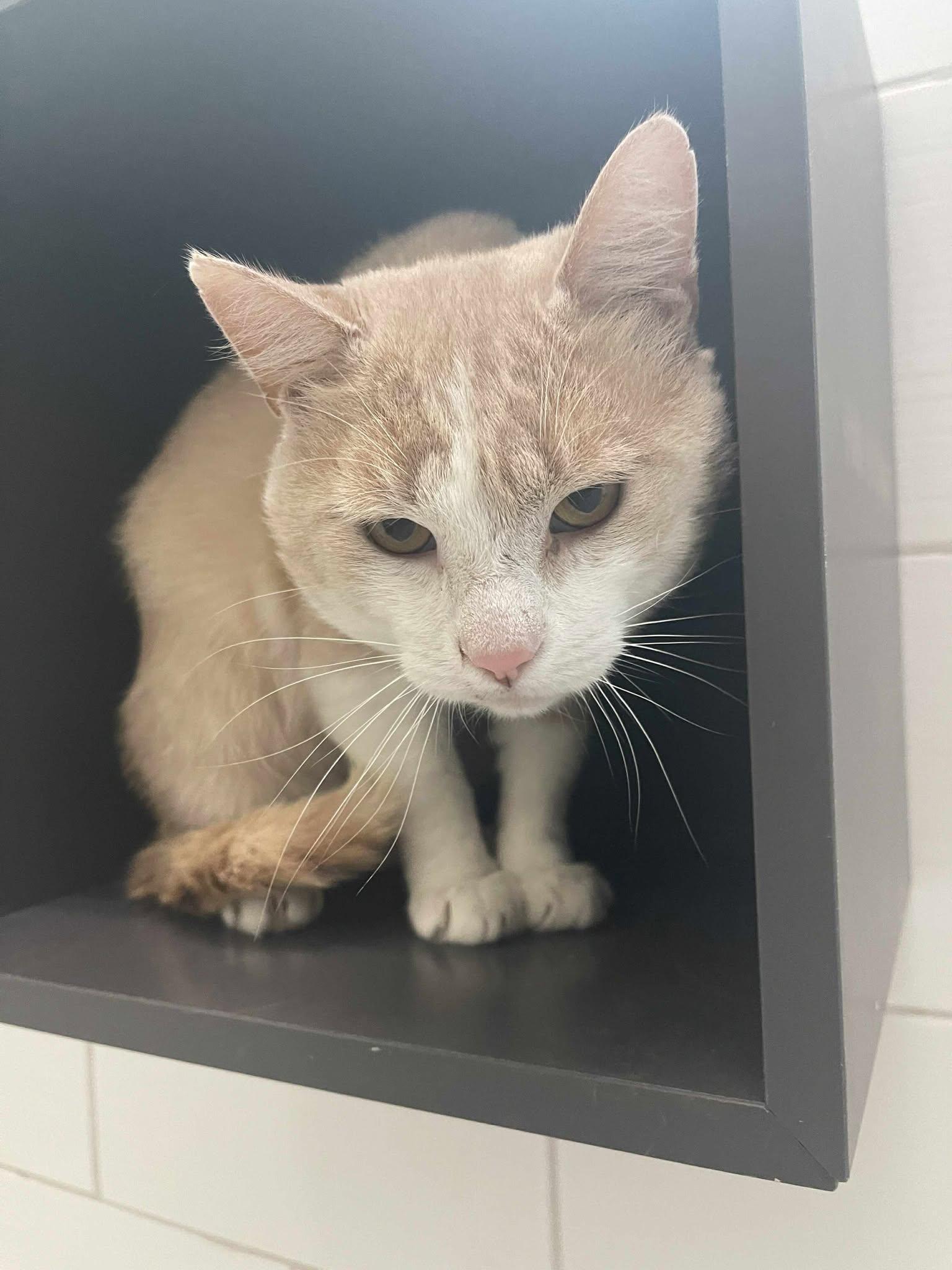 Wilson, Adopted, Young Male Domestic Short Hair.