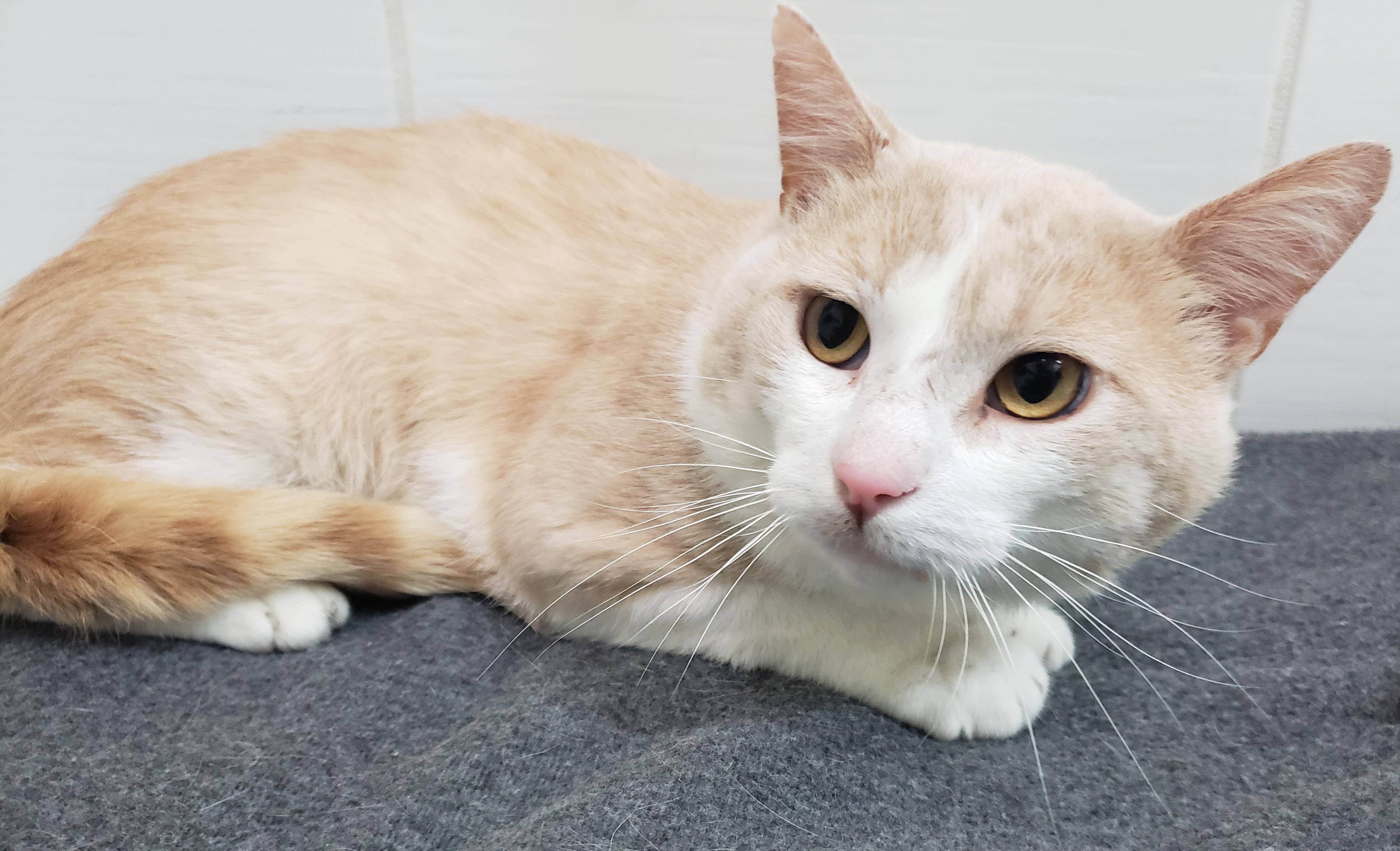 Enlarge Wilson, a Adopted Domestic Short Hair in Candiac, QC image 3/6