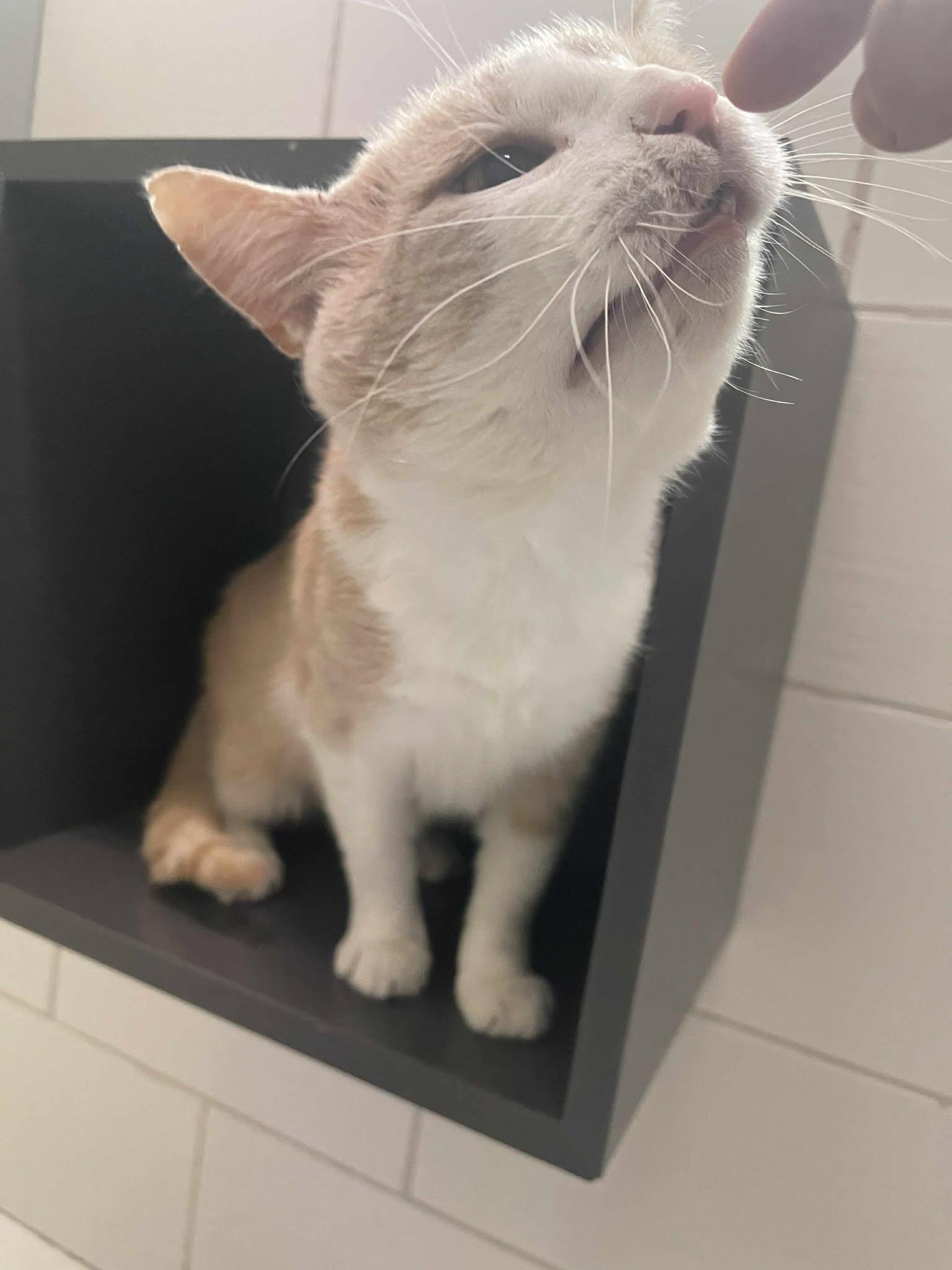 Enlarge Wilson, a Adopted Domestic Short Hair in Candiac, QC image 4/6