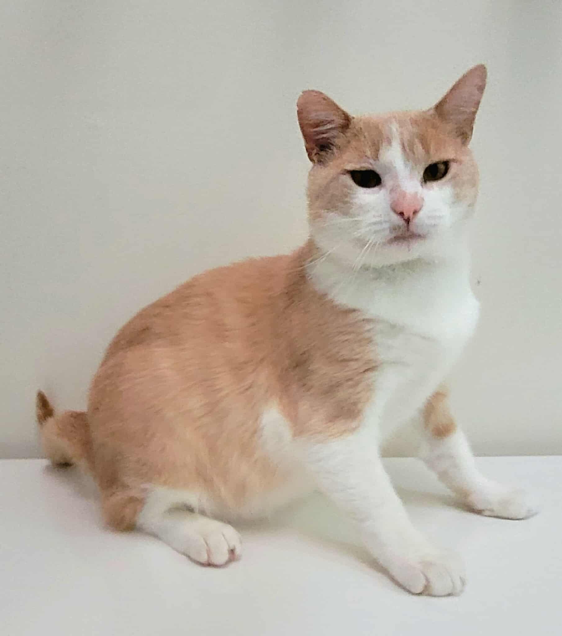 Enlarge Wilson, a Adopted Domestic Short Hair in Candiac, QC image 5/6