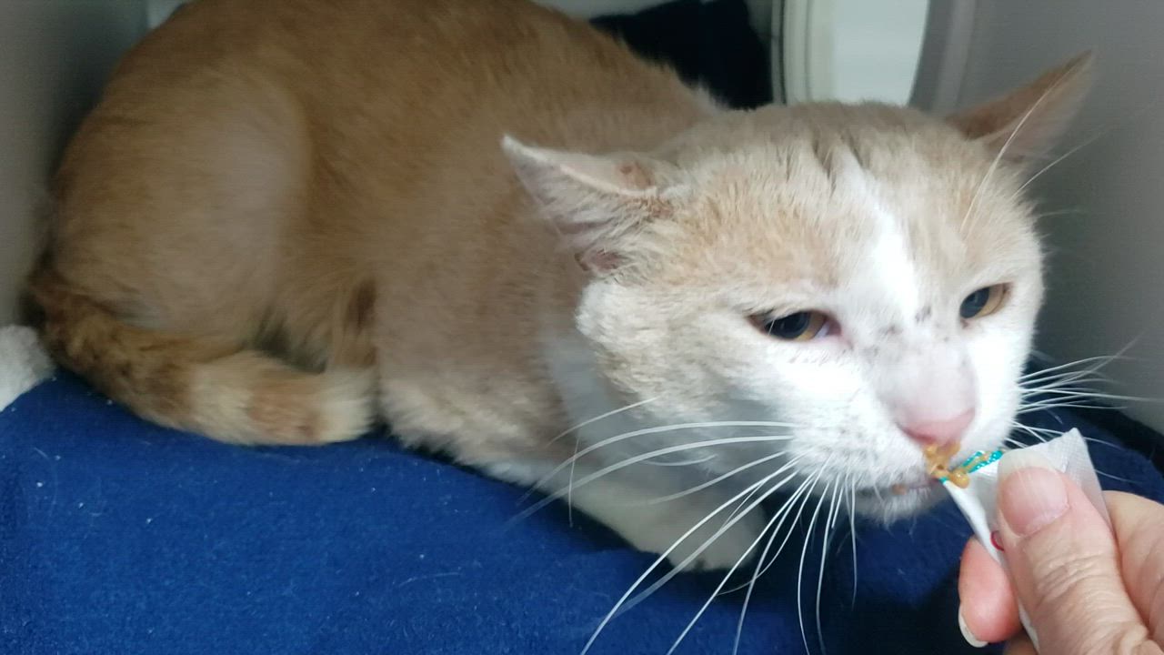 Enlarge Wilson, a Adopted Domestic Short Hair in Candiac, QC video 6/6