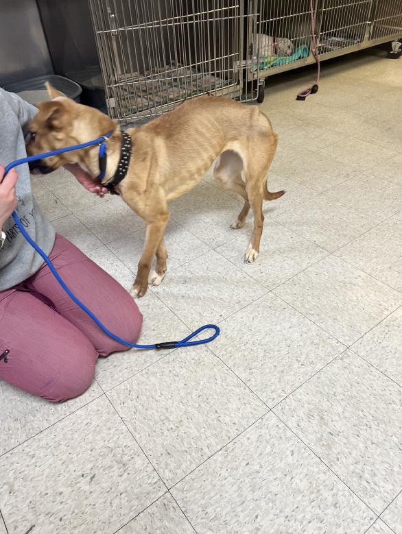 Izzy, Adoptable, Adult Female Australian Shepherd & Terrier.