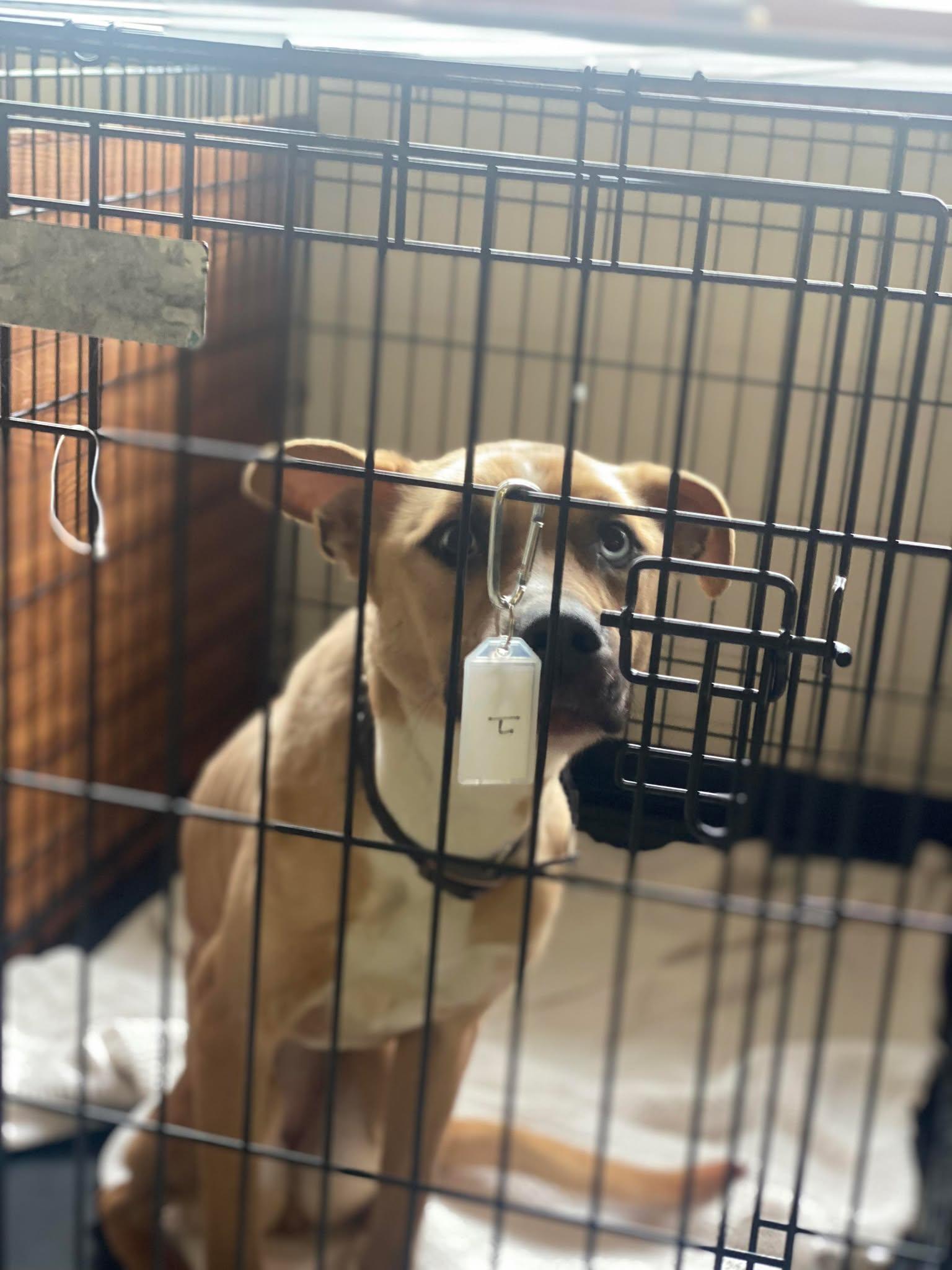 Izzy, a Adoptable mixed breed in Lewistown, PA image 2/3