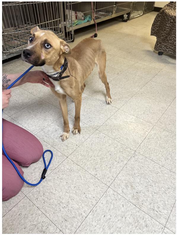 Izzy, a Adoptable mixed breed in Lewistown, PA image 3/3