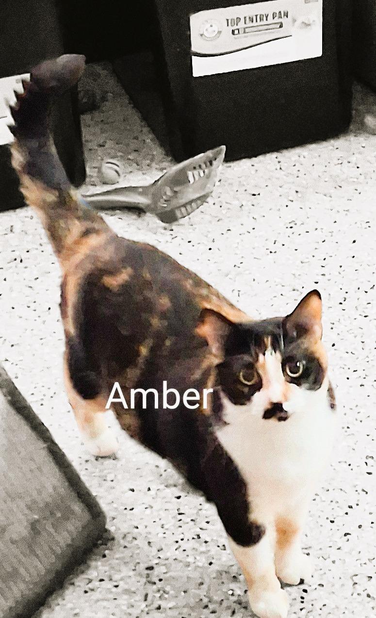 Amber and Peaches